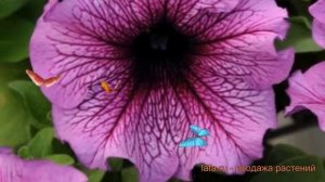 Петуния грандифлора Дэдди Орхид (deddi orkhid) ? обзор: как сажать, семена петунии Дэдди Орхид