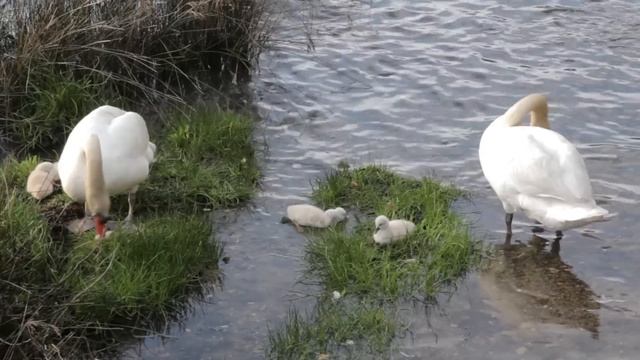 Самая красивая мелодия в мире... Эту музыку можно слушать вечно! Слушать одно удовольствие смотреть онлайн