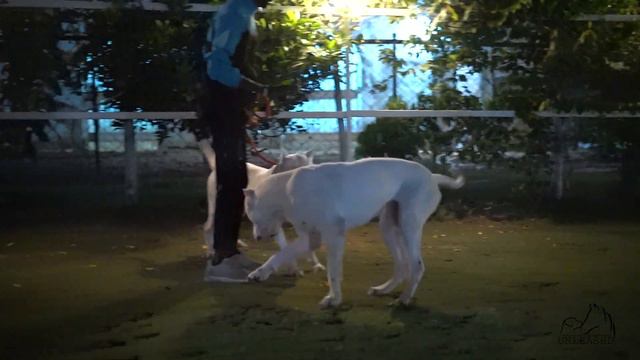 Top 6 best guard dog breeds to protect your family in 2023 ! смотреть онлайн