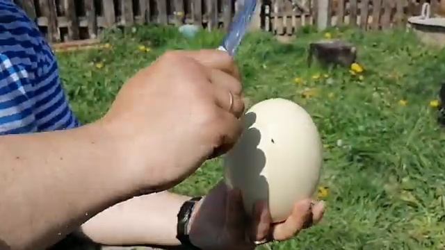 Готовим на костре страусиное яйцо. ?? смотреть онлайн