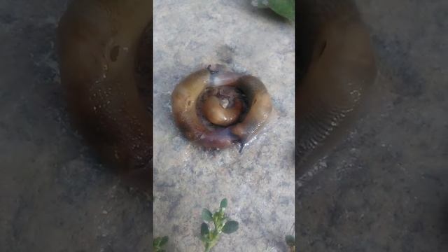 Улулар не істеп жатыр түсінбедім, что делает эти улитки