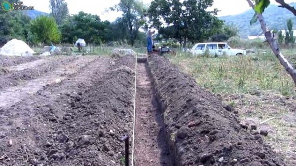 Выращивание малины. Бизнес идея