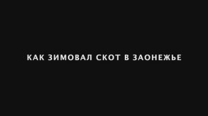 Как зимовал скот в Заонежье