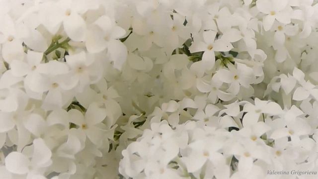 Я женщина /стихи Златы Литвиновой/ смотреть онлайн