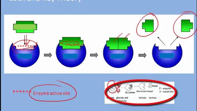 How Enzymes Work смотреть онлайн