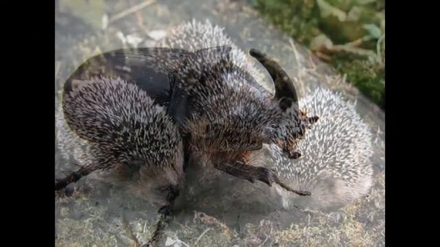 Логопедическая игра «Повторяй за мной» (автоматизация звука Ж) смотреть онлайн