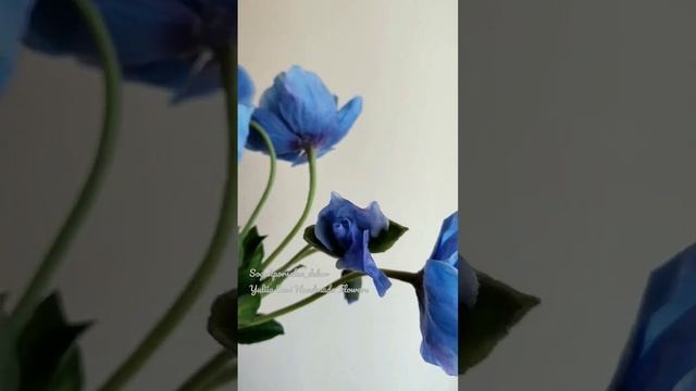 Blue poppy. Meconopsis смотреть онлайн