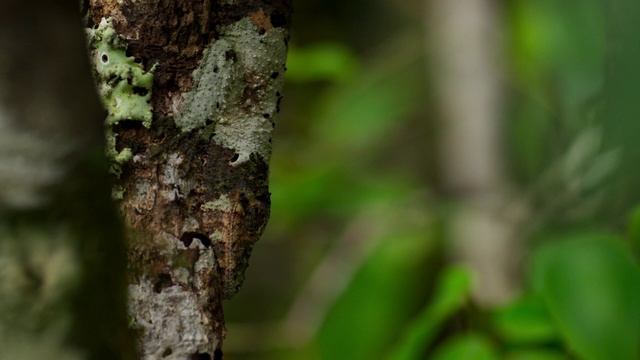 Планета Земля 2 3 серия «Джунгли» (документальный сериал, 2016) смотреть онлайн