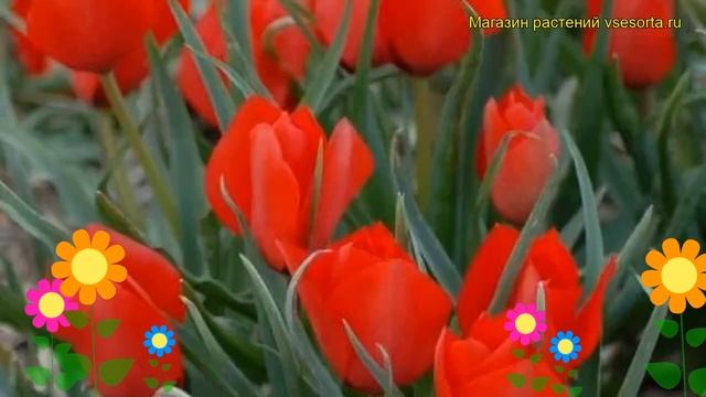 Тюльпан фостера Красный Охотник. Краткий обзор, описание характеристик Red Hunter смотреть онлайн