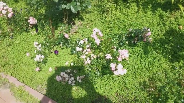 Розы флорибунда и почвопокровные: Анжела,Гартенфройде,Тоскана,Fairy Дойче велле Westerland, Аспирин смотреть онлайн