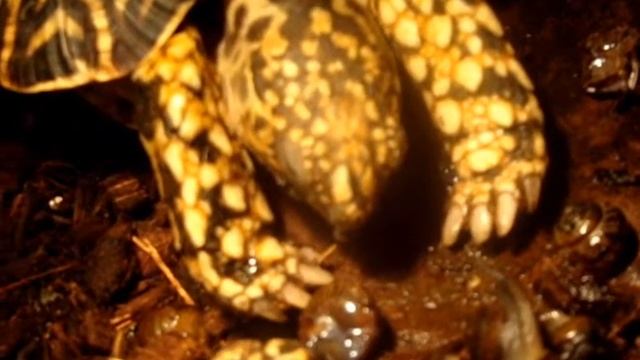 Улитки  на десерт!