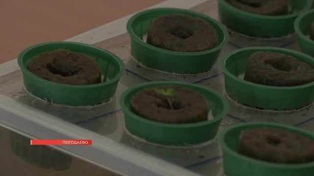 РЕБЯТА ИЗ АГРОКЛАССА ПРИНЯЛИ УЧАСТИЕ В ПРОЕКТЕ «ОГОРОД КРУГЛЫЙ ГОД» смотреть онлайн