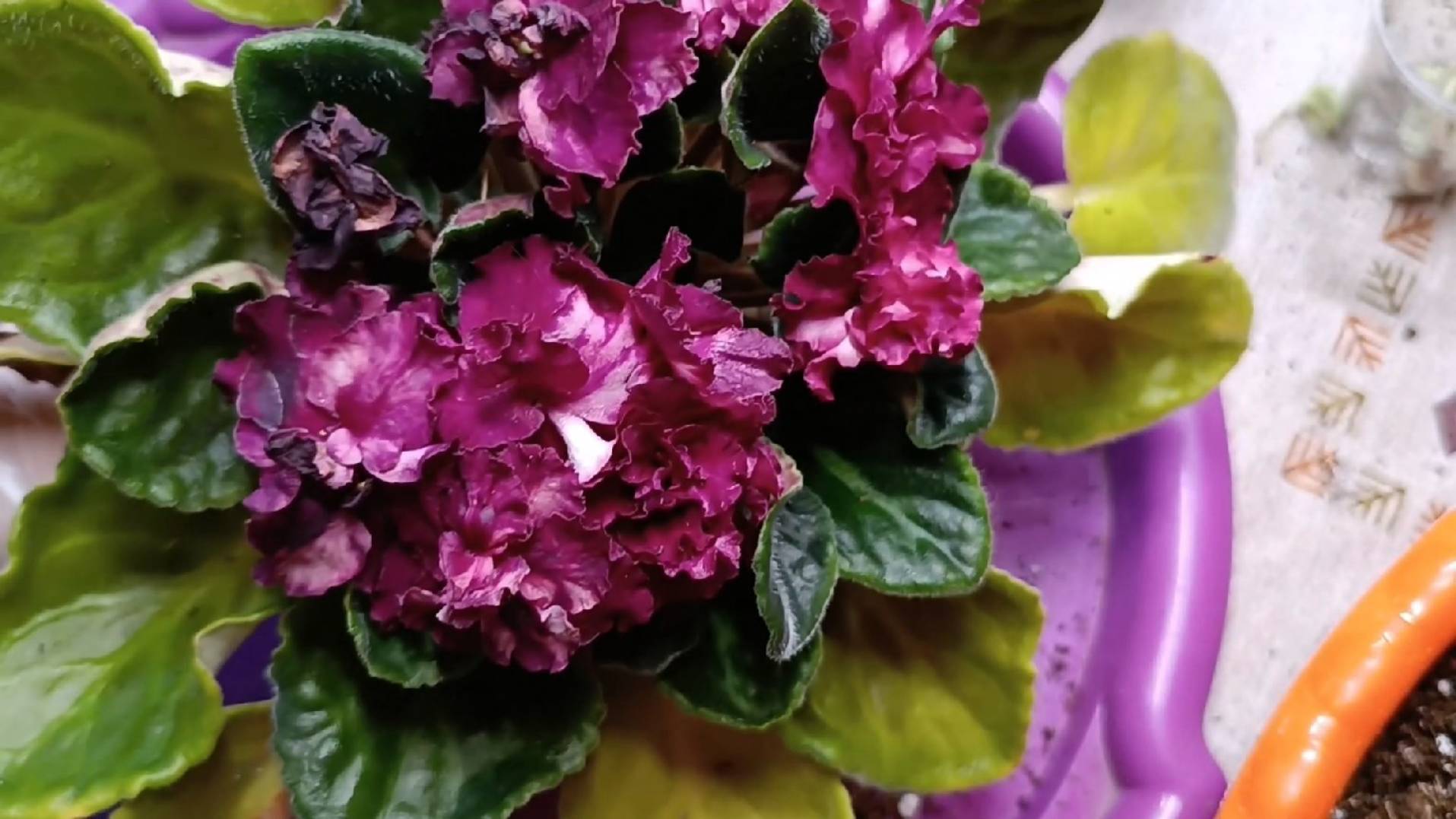 Как я пересаживала свои запущенные фиалки