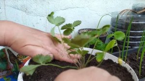 Как размножить безусую землянику.