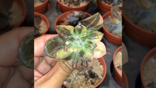 Beautiful graptopetalum superbum Variegated Rare succulent смотреть онлайн