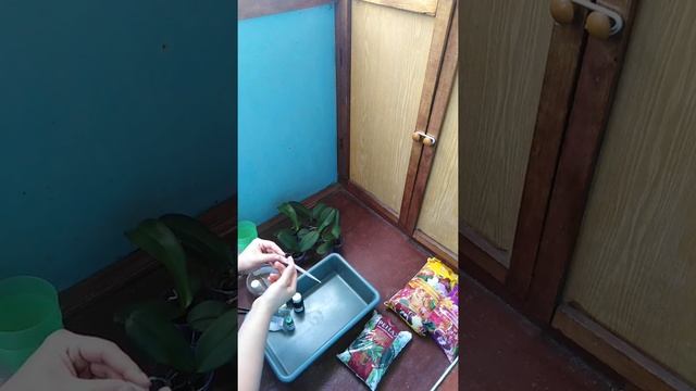 Японские удобрения от Ванильки смотреть онлайн