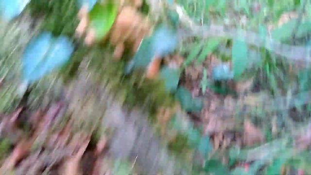 Грибы в Сочи, пошла волна опят. смотреть онлайн