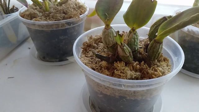 Наконец-то вышли из комы эти 3-и каттлеи. смотреть онлайн