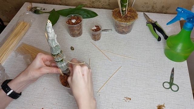 Пришла пора сажать отделенные бульбы. Все чуют весну и просыпаются! Катасетум или орхидея морковка. смотреть онлайн