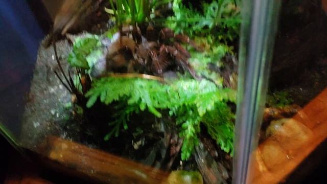 Biggest Spider in the world Goliath Birdeater смотреть онлайн
