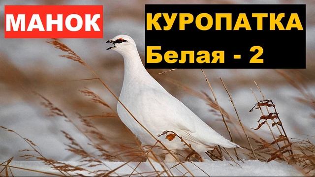 ?ГОЛОС (МАНОК) КУРОПАТКА БЕЛАЯ 2 смотреть онлайн