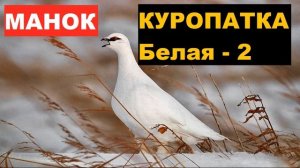 ?ГОЛОС (МАНОК) КУРОПАТКА БЕЛАЯ 2