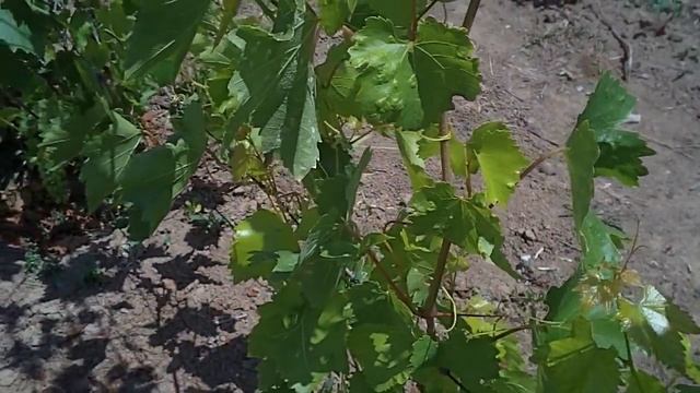 Виноградный клещ методы борьбы смотреть онлайн