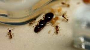 АРМИЯ МУРАВЬЁВ РАСТЁТ! Как развивается семья муравьёв Pheidole pallidula? \\ Димон и Пумба