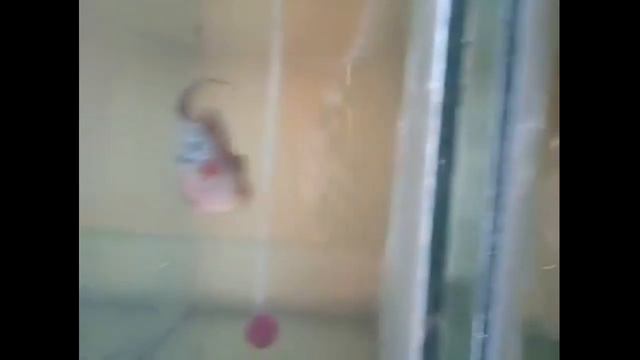 Pet Birds Shop with Ornamental Aquarium and Accessories || Vignesh Aquarium vellore смотреть онлайн