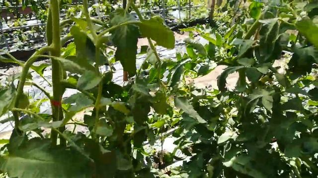 Домати под навес