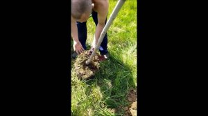 Пересадка большого дерева. Как мы сажали клён.