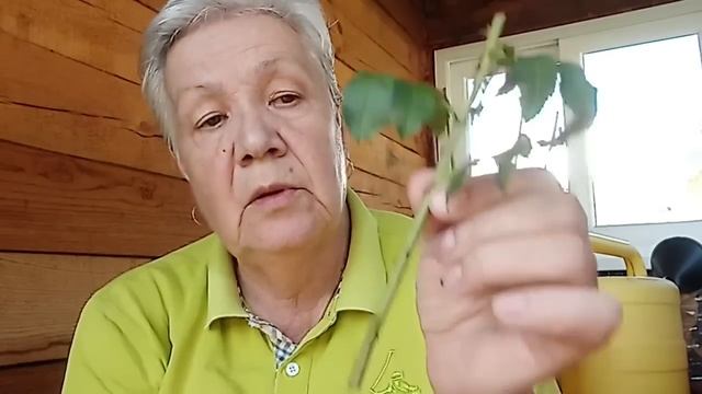569. Технология черенкования розы. Как правильно. смотреть онлайн