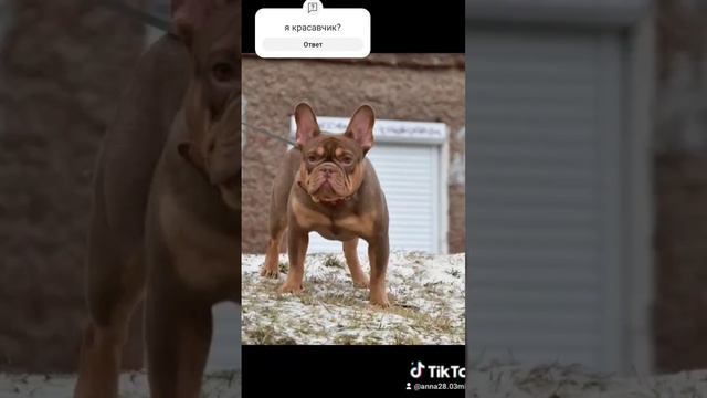 #пермь #французскийбульдог #Юкас смотреть онлайн
