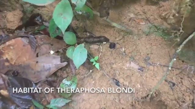 Goliath Bird Eater in the Wild! Theraphosa blondi смотреть онлайн