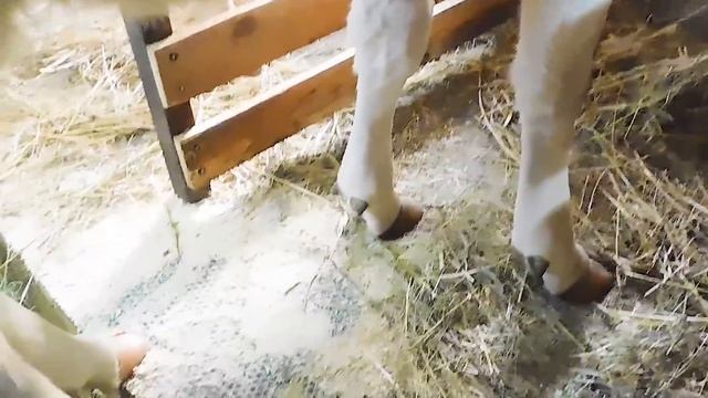 ?ЗАМОРОЗИЛА КОРОВ! ОБРЕЗАЛА (^^)КОПЫТА.ОБЗОР КОРОВНИКА.Плюсы и минусы. ДЕРЕВЕНСКИЕ БУДНИ. смотреть онлайн