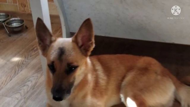 “Все лаяли, а он сидел тихо!” Грустный пёс из приюта взвыл от счастья, когда понял, что его ждёт