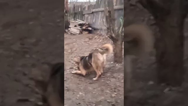 Бучик дома! Нужен друг? Звоните 89028059780 Миша, 89024792058 и 89124856495 Лена смотреть онлайн