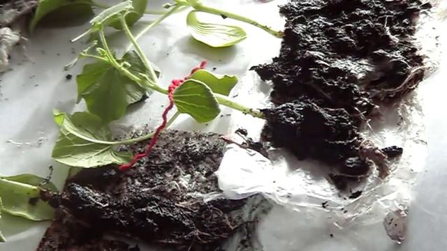 Учимся делать прививку "арбуза" на тыкву.ч.1 смотреть онлайн