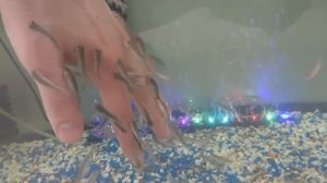 Уход за рыбками Гарра Руфа, Бизнес