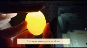 Как развивается цыплёнок. Овоскопирование на 7 день.