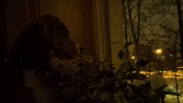 ГЛАЗАМИ СОБАКИ И КОШКИ ТАЙНАЯ ЖИЗНЬ ДОМАШНИХ ЖИВОТНЫХ!!! смотреть онлайн