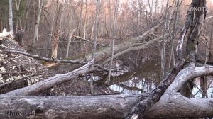 Охота с луком на бобра