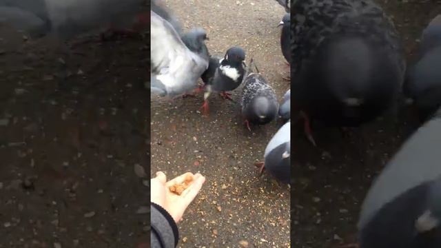 Голуби, кушают с руки#голодные) смотреть онлайн