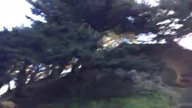 Калифорнийская сосна смотреть онлайн