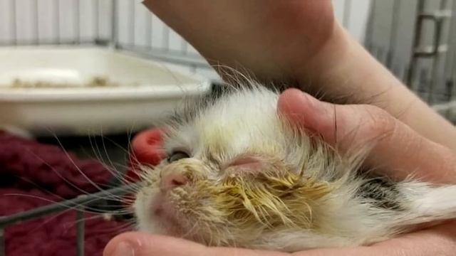 Ради спасения умирающих котят этот дог согласился стать для них донором! смотреть онлайн