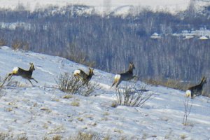 ОХОТА С ПОДХОДА ТРОПЛЕНИЕМ НА СИБИРСКУЮ КОСУЛЮ .mp4