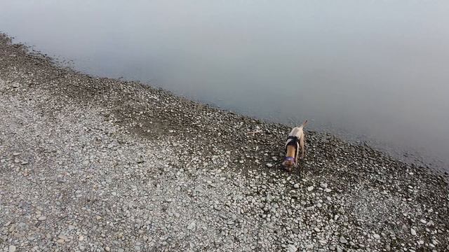 My dog Thai Ridgeback is walking on the Beach of ARTIC OCEAN :) DRONE DJI 4K смотреть онлайн