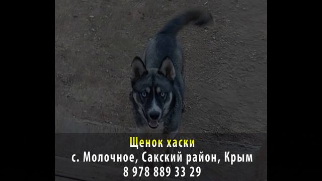 Пропала собака! Щенок хаски. Крым, Сакский район, с. Молочное смотреть онлайн