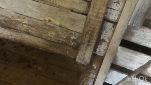 Как проходит кормление в нашем хозяйстве.Реальность мангалицы.Минусы в содержании! смотреть онлайн