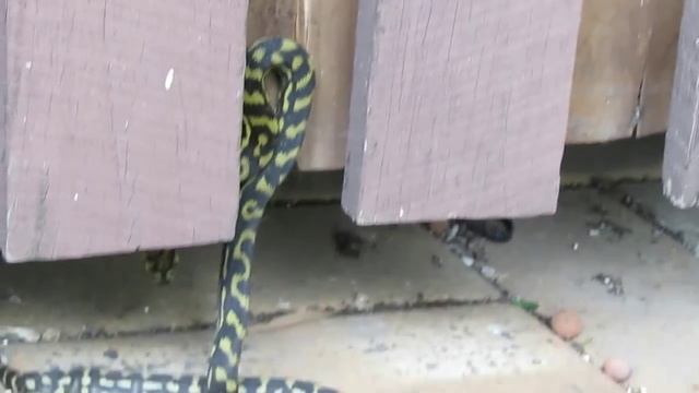 Juvenile carpet python, another helper in the patch... смотреть онлайн